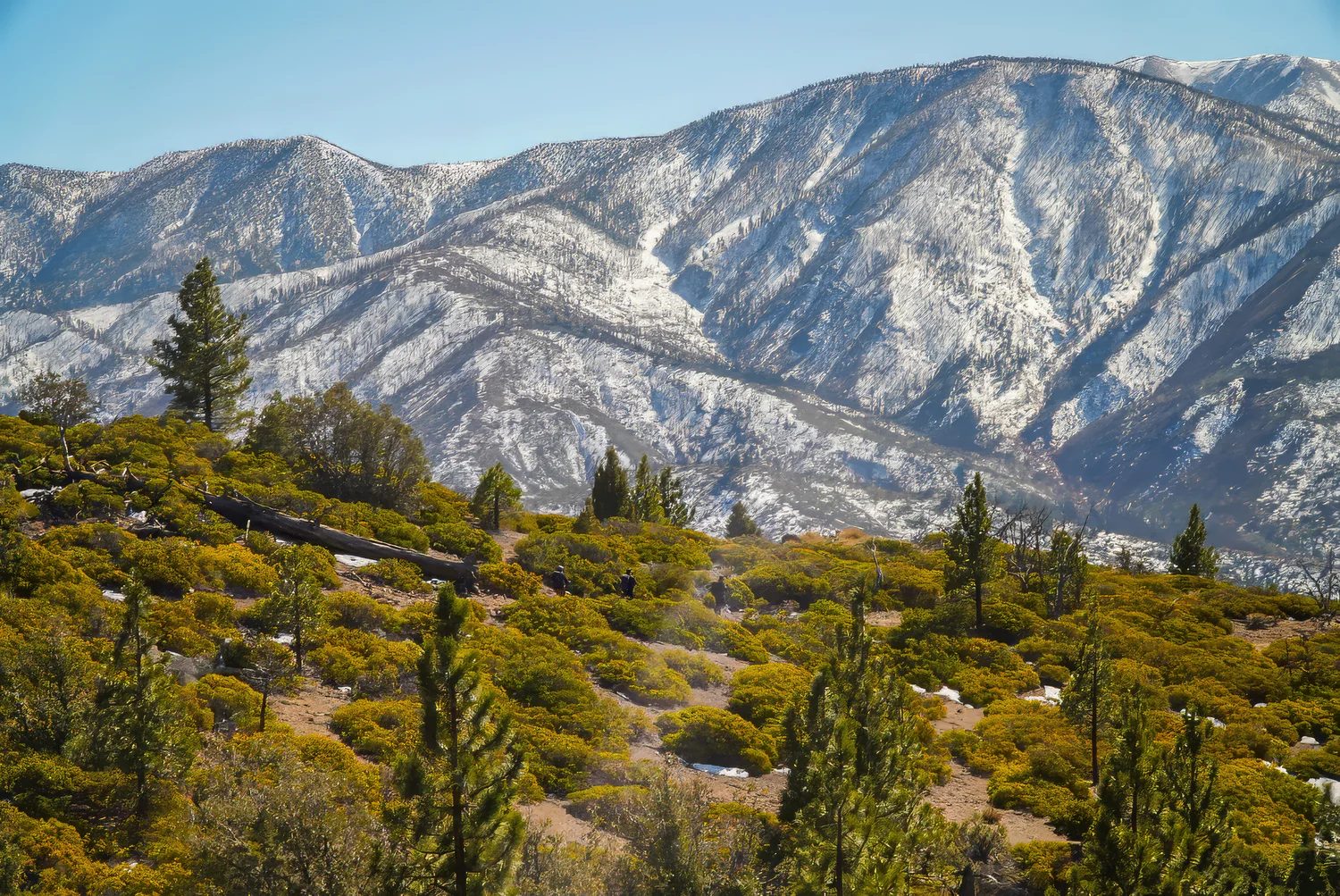 Pine tree and valley views in the Angeles National Forest above Los Angeles