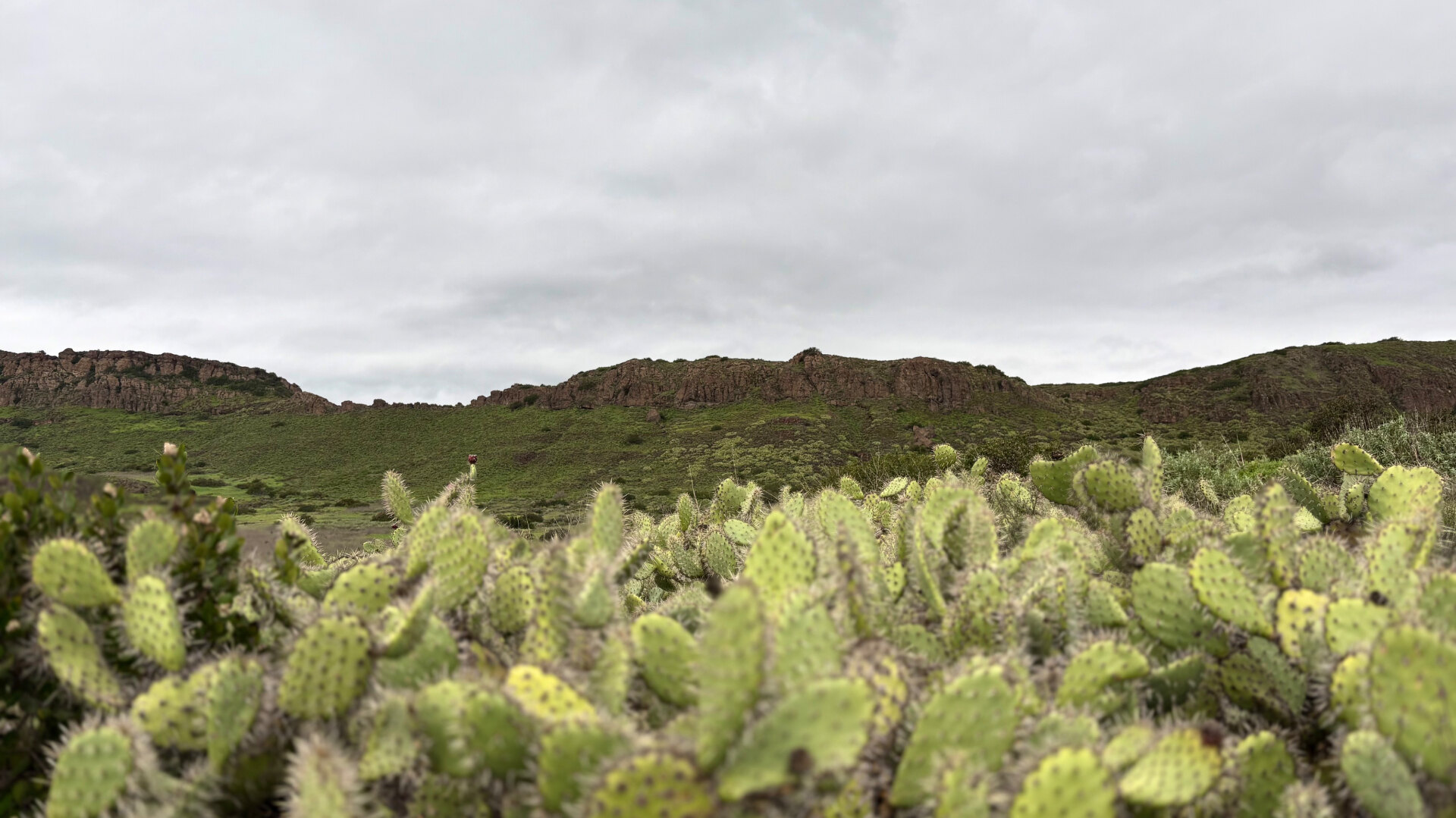 Rolling green hills and prickly pear cactus in the Santa Monica Mountains