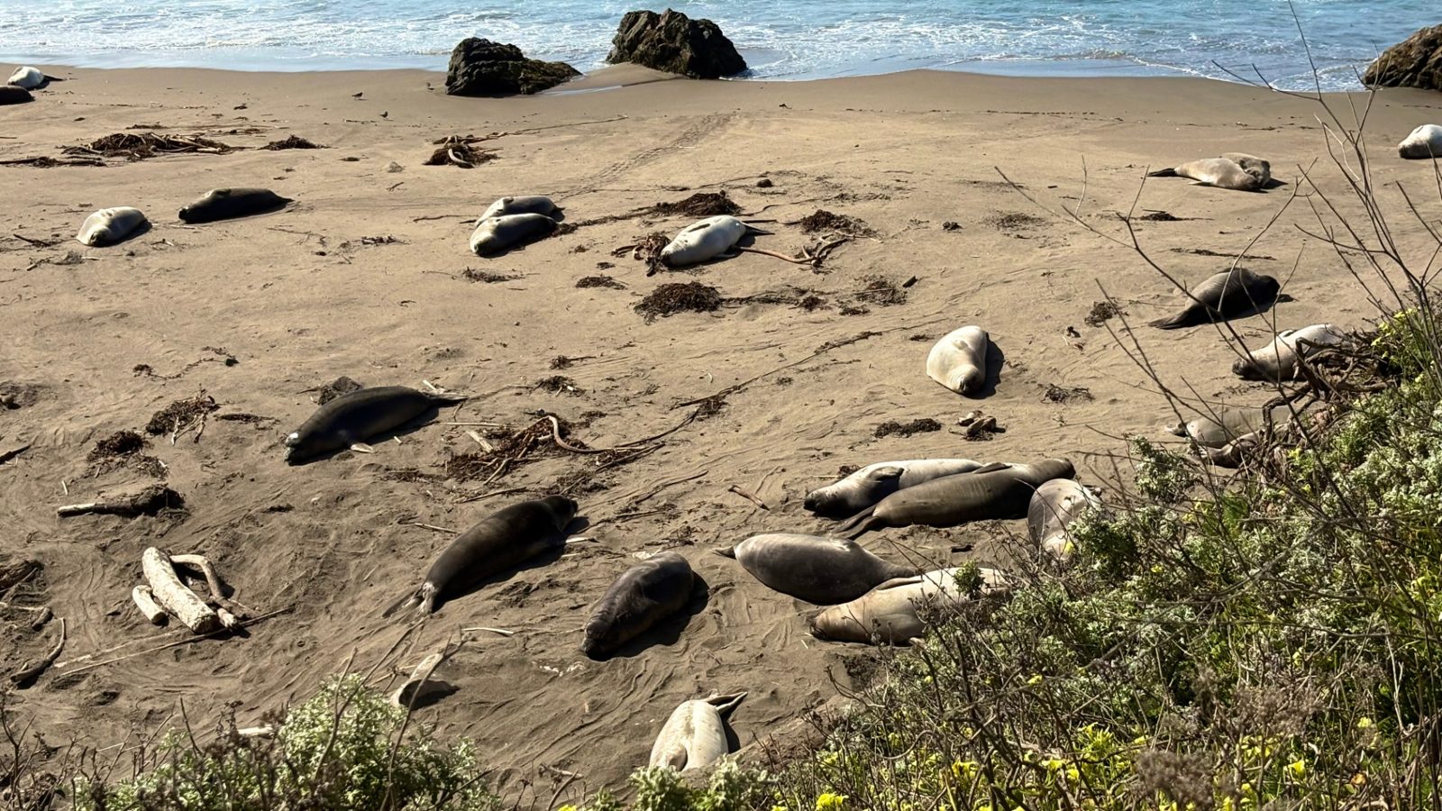 Sea Lion Point