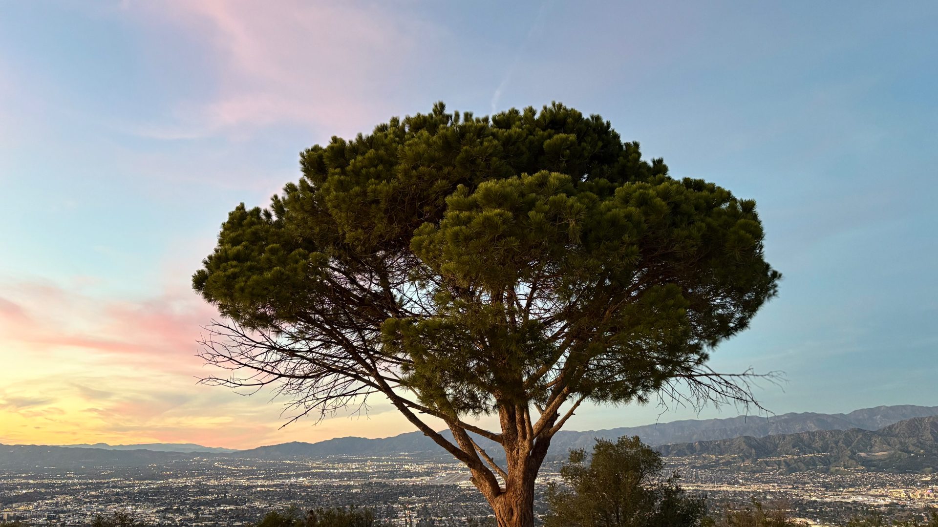 Wisdom Tree